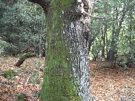 stagno di Serruggeri-Castanea sativa 201011121 026